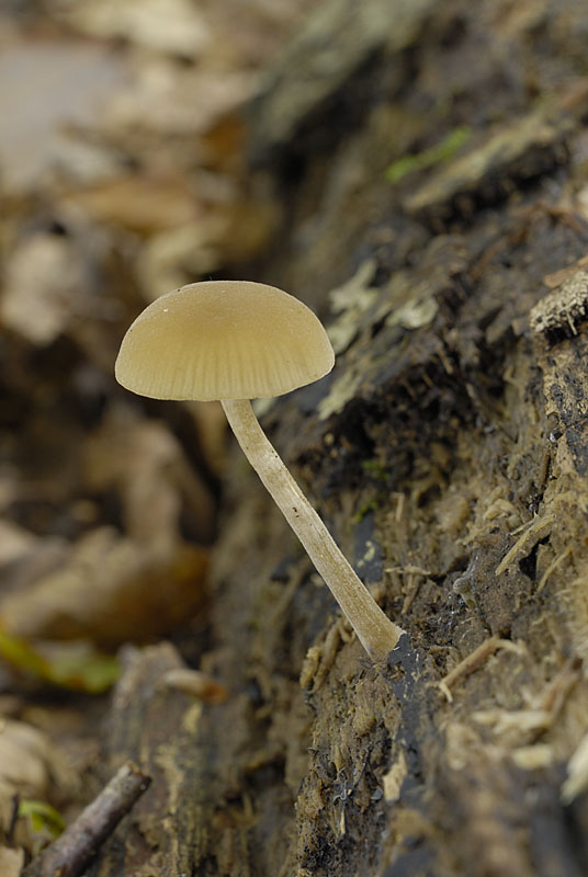 Simocybe centunculus